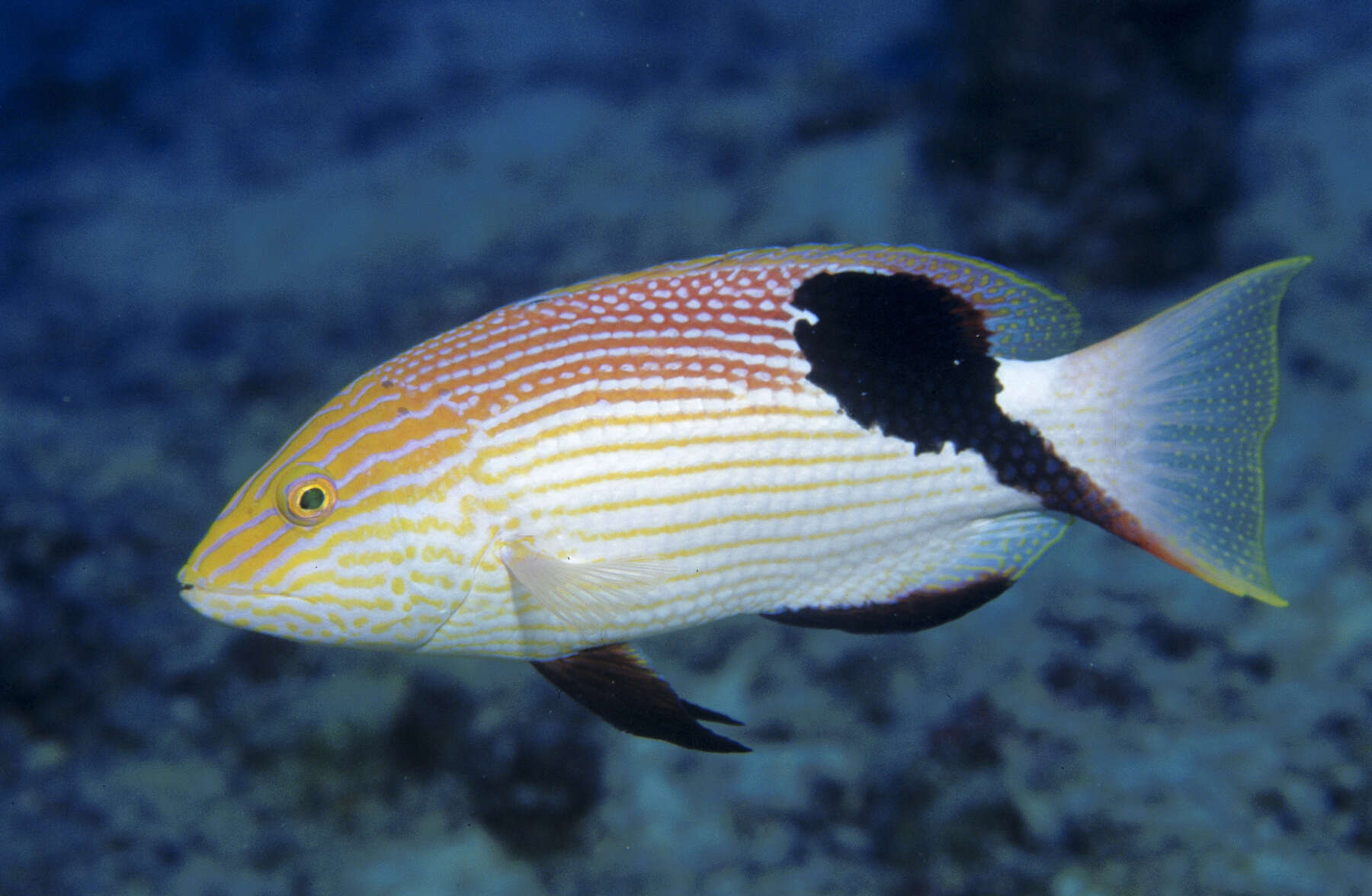 Bodianus loxozonus (Snyder 1908) resmi