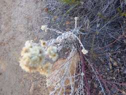 Image of Wright's cudweed