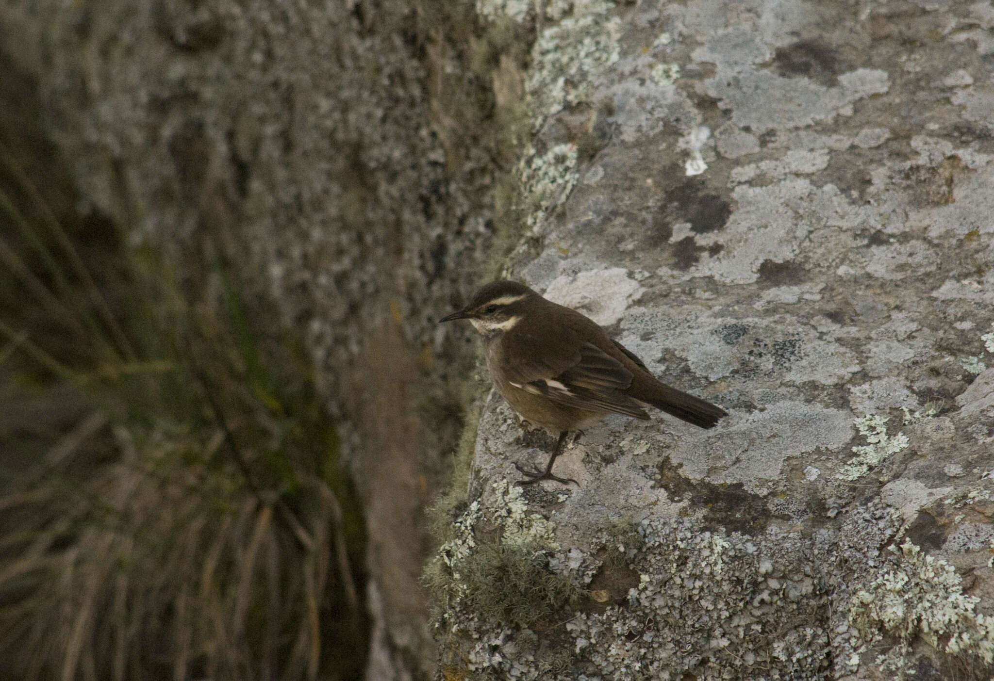 Image of Olrog's Cinclodes