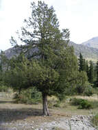 Imagem de Juniperus pseudosabina Fisch. & C. A. Mey.