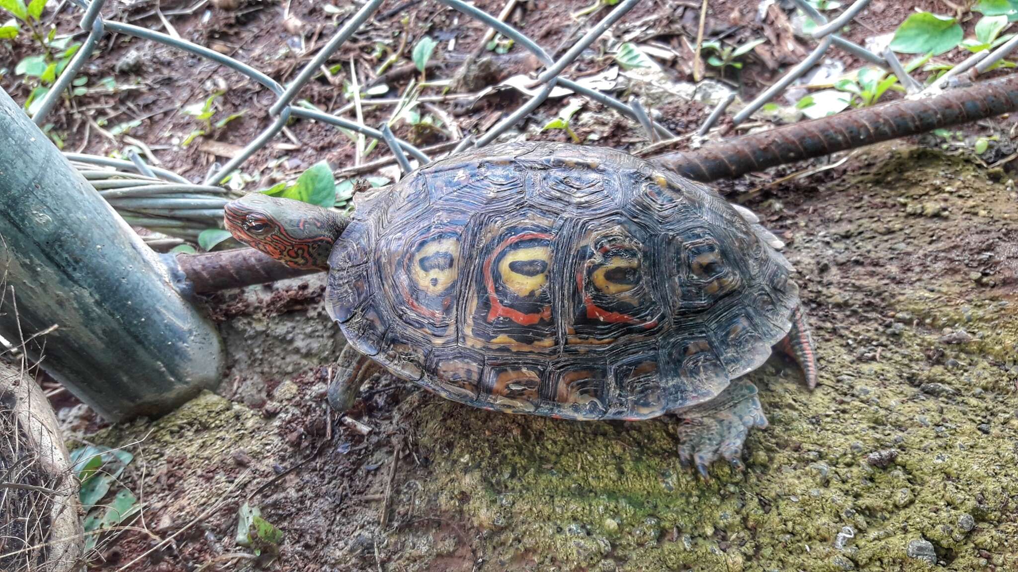 Image of Rhinoclemmys pulcherrima manni (Dunn 1930)