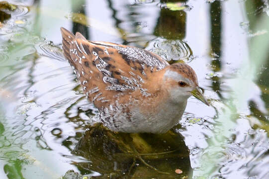 Image of Baillon's Crake