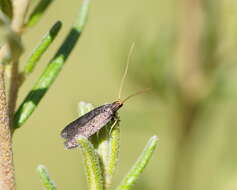 Plancia ëd Lecithocera terrigena Meyrick 1904