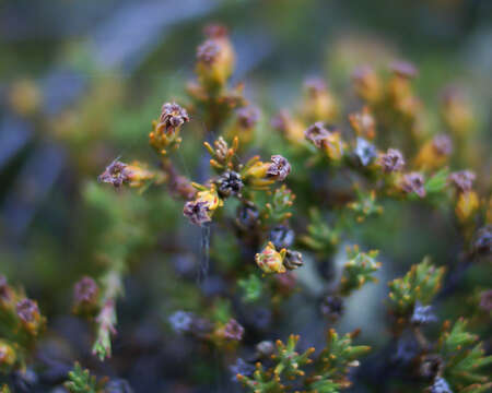 Image of Dracophyllum pronum W. R. B. Oliver