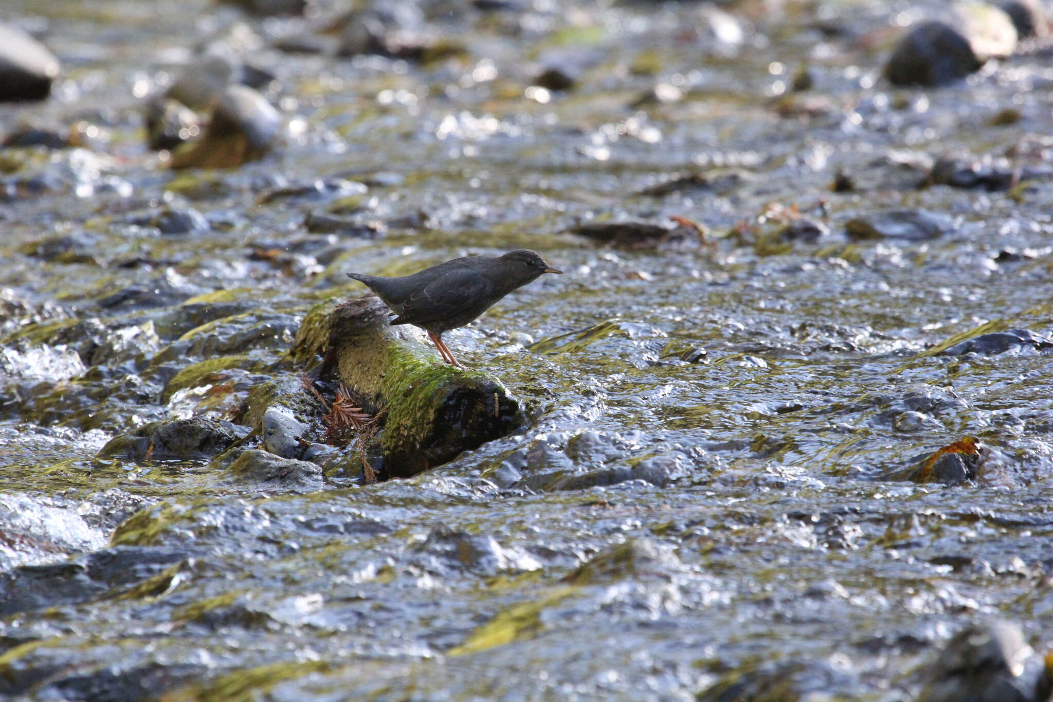 Image of American Dipper