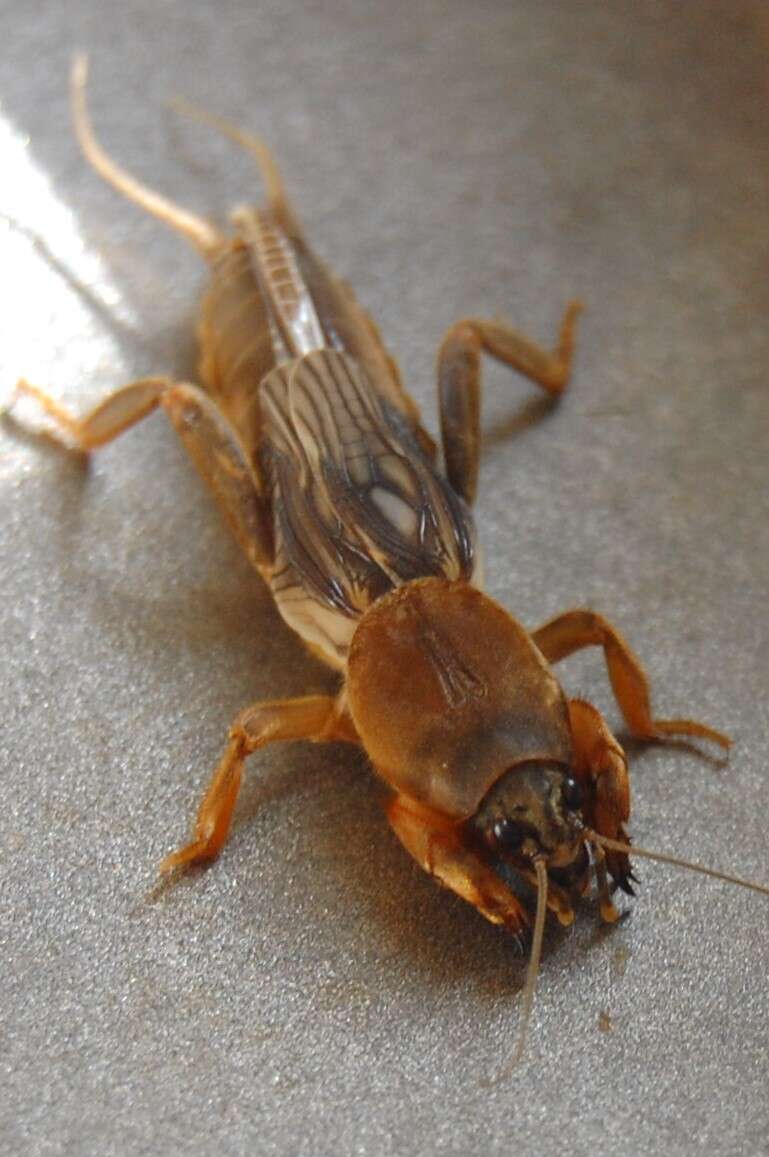 Image of Northern Mole Crickets