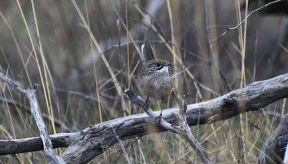 Image of Striated Grasswren