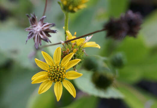 Image de Wollastonia biflora (L.) DC.