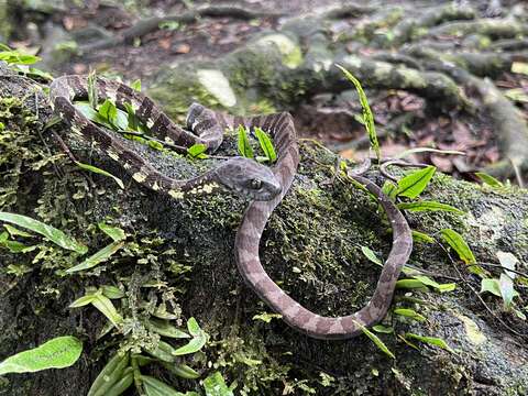 Image of Neotropical Snail-eater