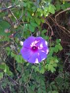 Image of Ipomoea pedicellaris Benth.