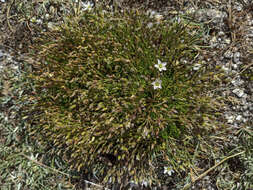 Image of Minuartia recurva (All.) Schinz & Thell.