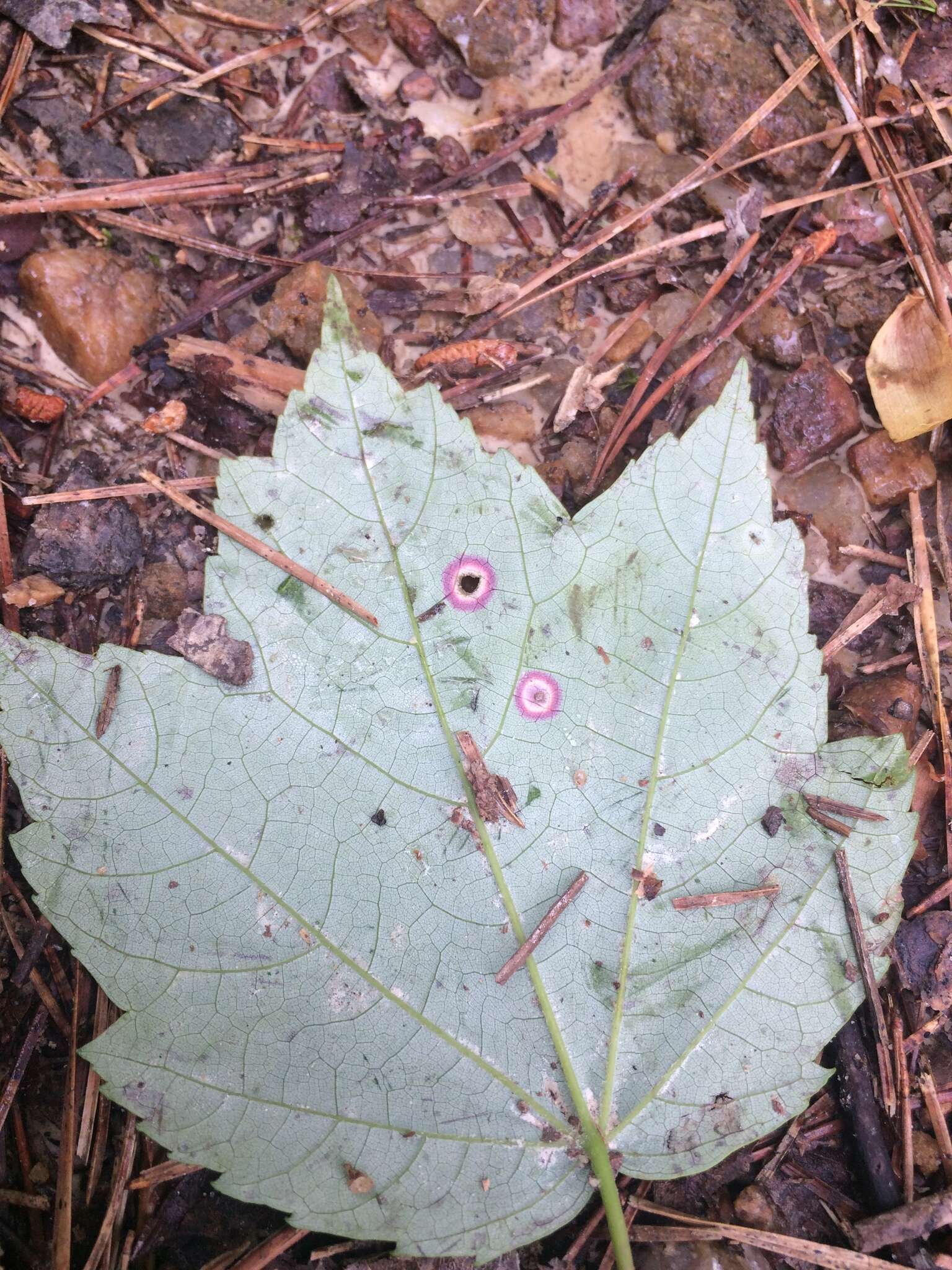 Image of Ocellate Gall Midge