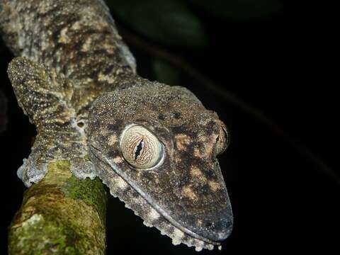 Image of Uroplatus giganteus Glaw, Kosuch, Henkel, Sound & Böhme 2006