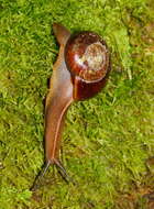 صورة Terrycarlessia turbinata Stanisic 2010