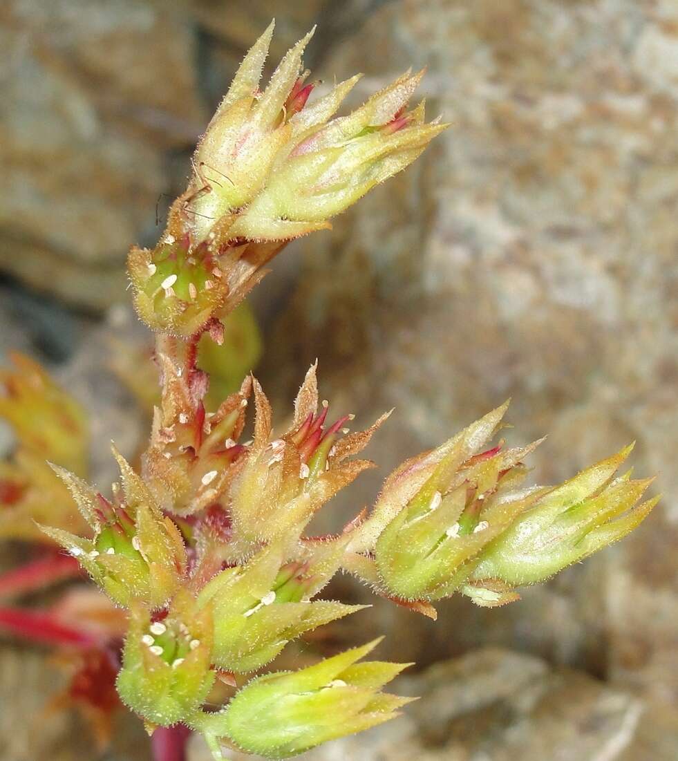 Imagem de Sedum moranii Clausen