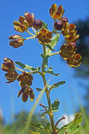 Image of Schizoglossum hamatum E. Mey.