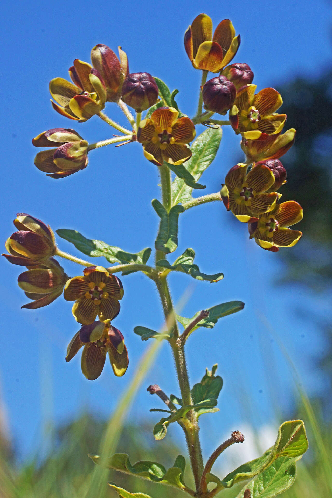 Image of Schizoglossum hamatum E. Mey.