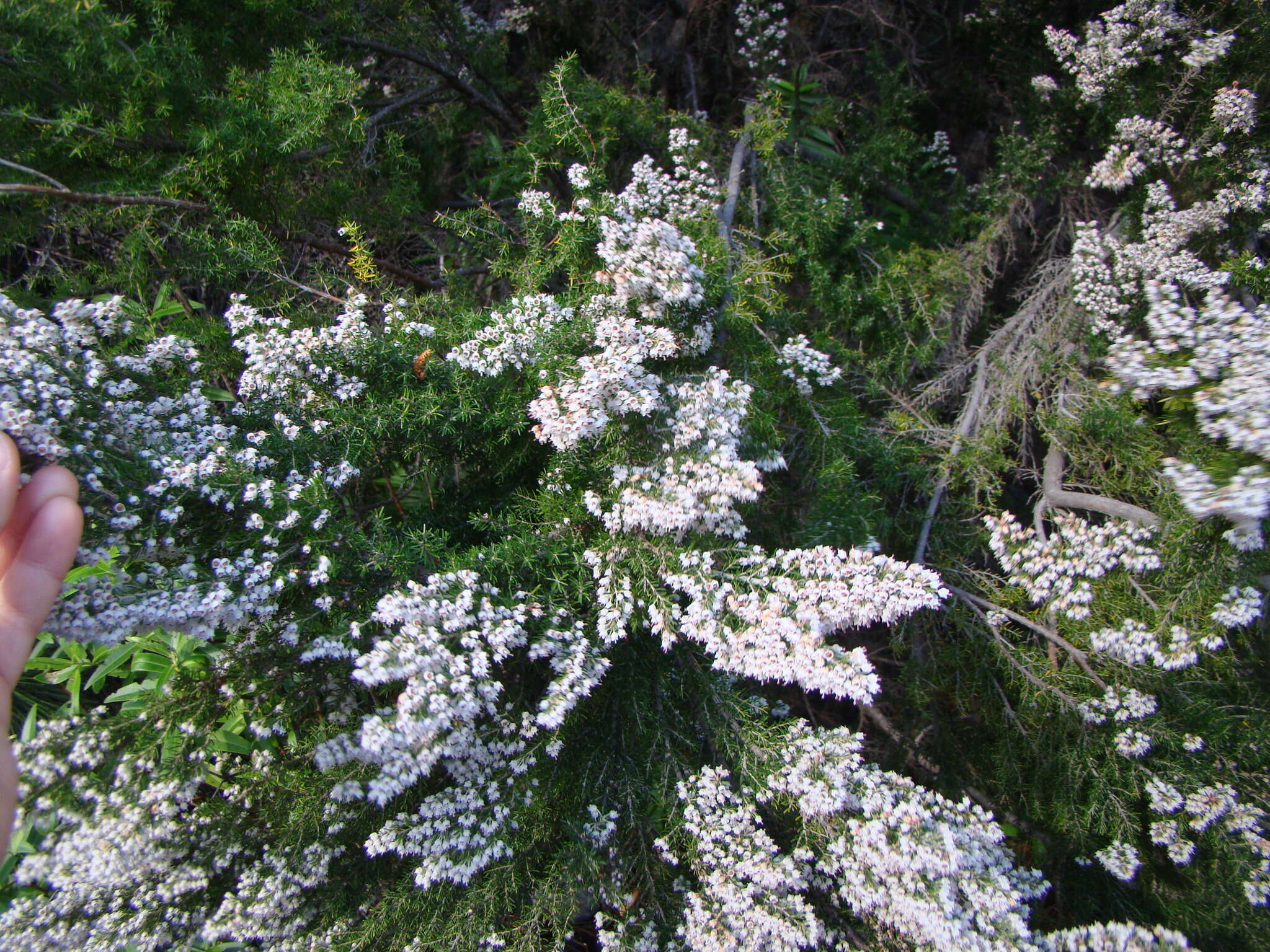 Image of Portuguese Heath