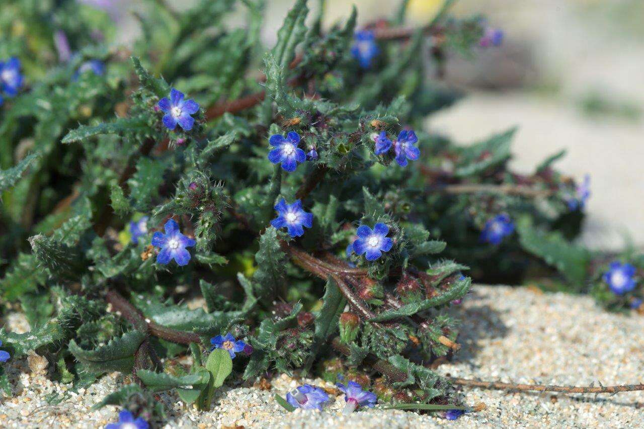 Imagem de Anchusa crispa Viv.