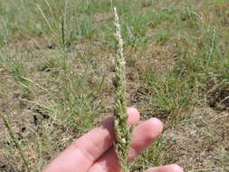 Image of White Fluff Grass