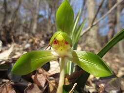 Image de Cymbidium goeringii (Rchb. fil.) Rchb. fil.