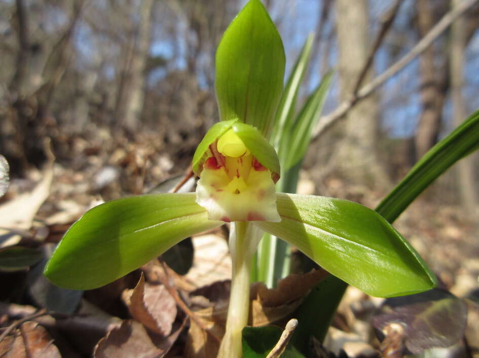 Image of Noble orchid