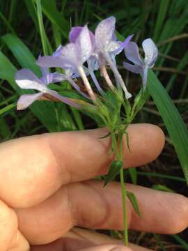 Imagem de Phlox amoena subsp. lighthipei (Small) Wherry