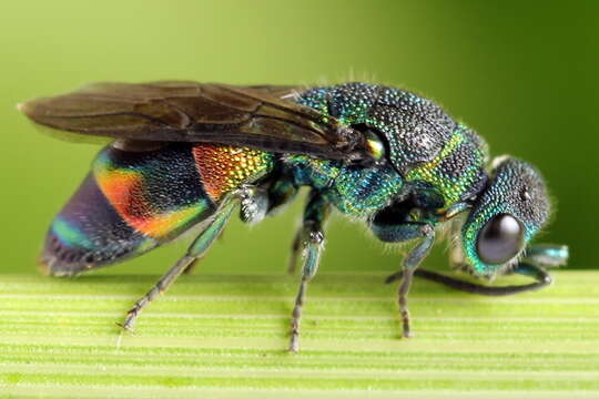 Image of <i>Chrysis equestris</i> Dahlbom 1854