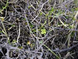 Stachys aurea Benth. resmi