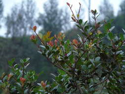 Image of Vaccinium varingiifolium (BI.) Miq.