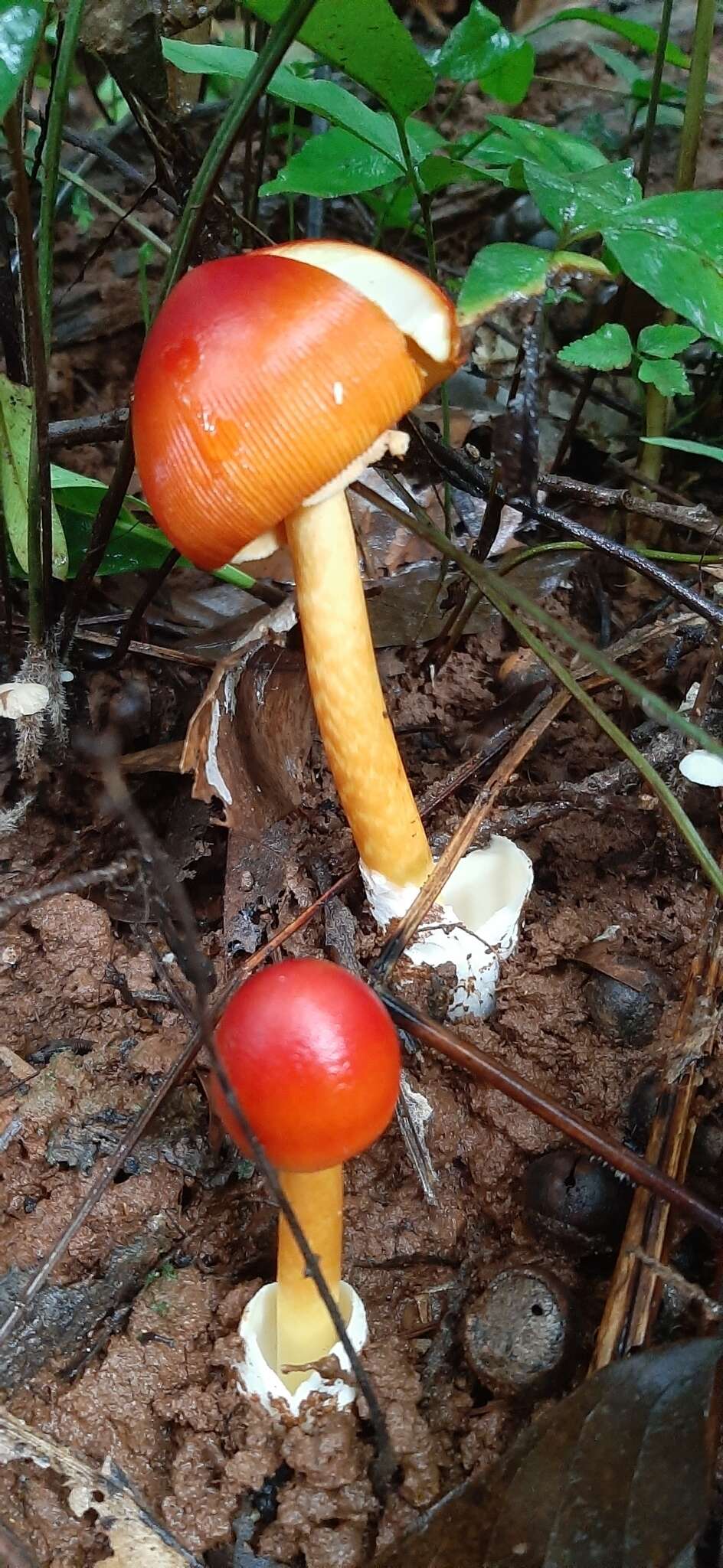 Image of Amanita hemibapha (Berk. & Broome) Sacc. 1887