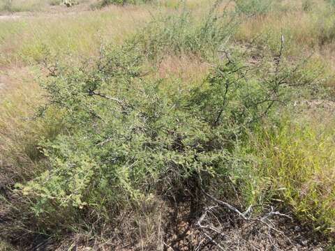 Plancia ëd Mimosa aculeaticarpa Ortega