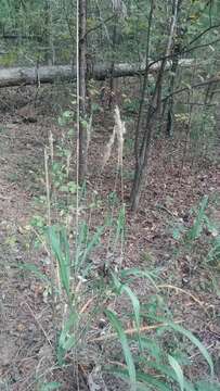 Image of Silver Plume Grass