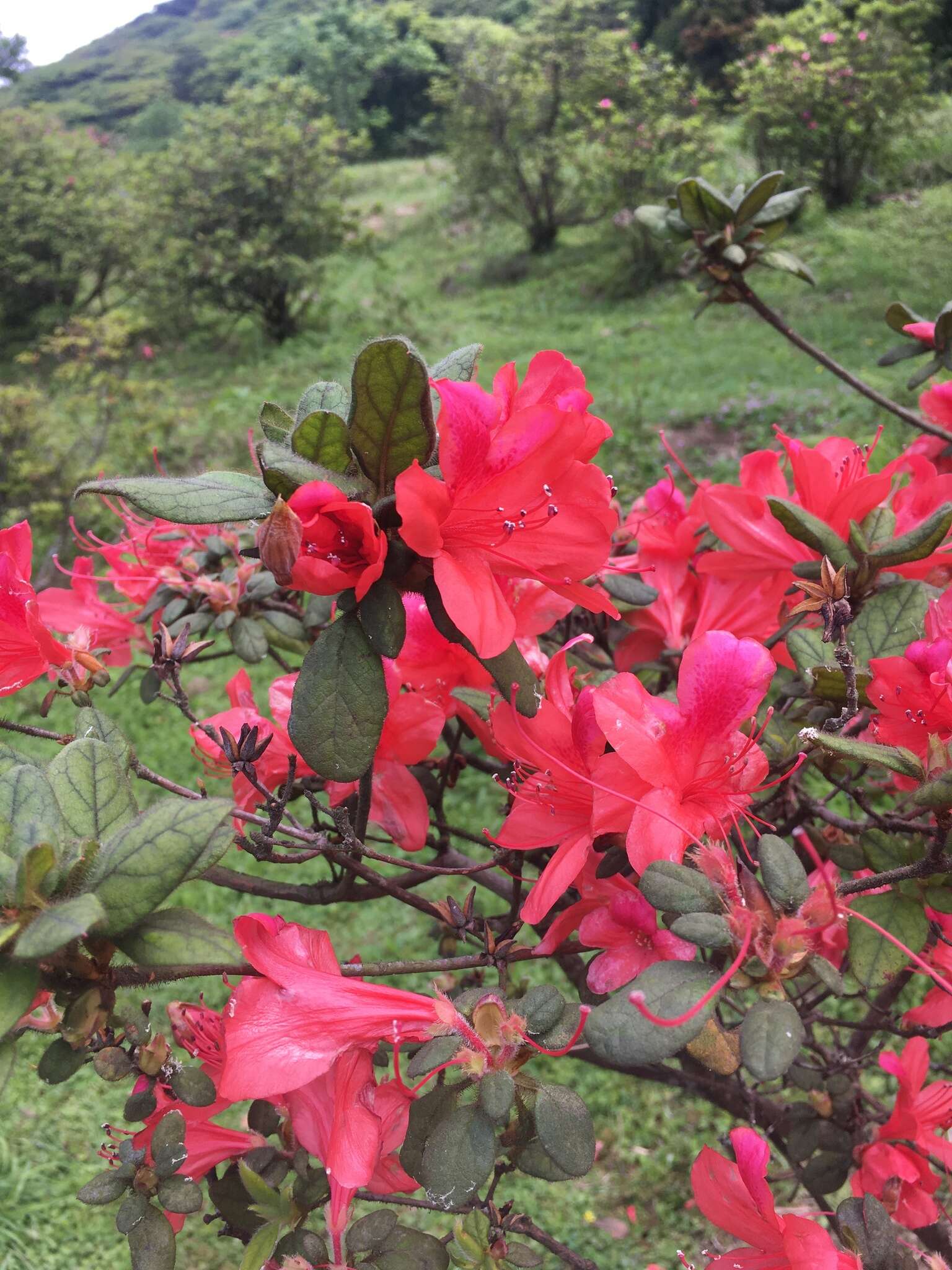 Image of Rhododendron oldhamii Maxim.