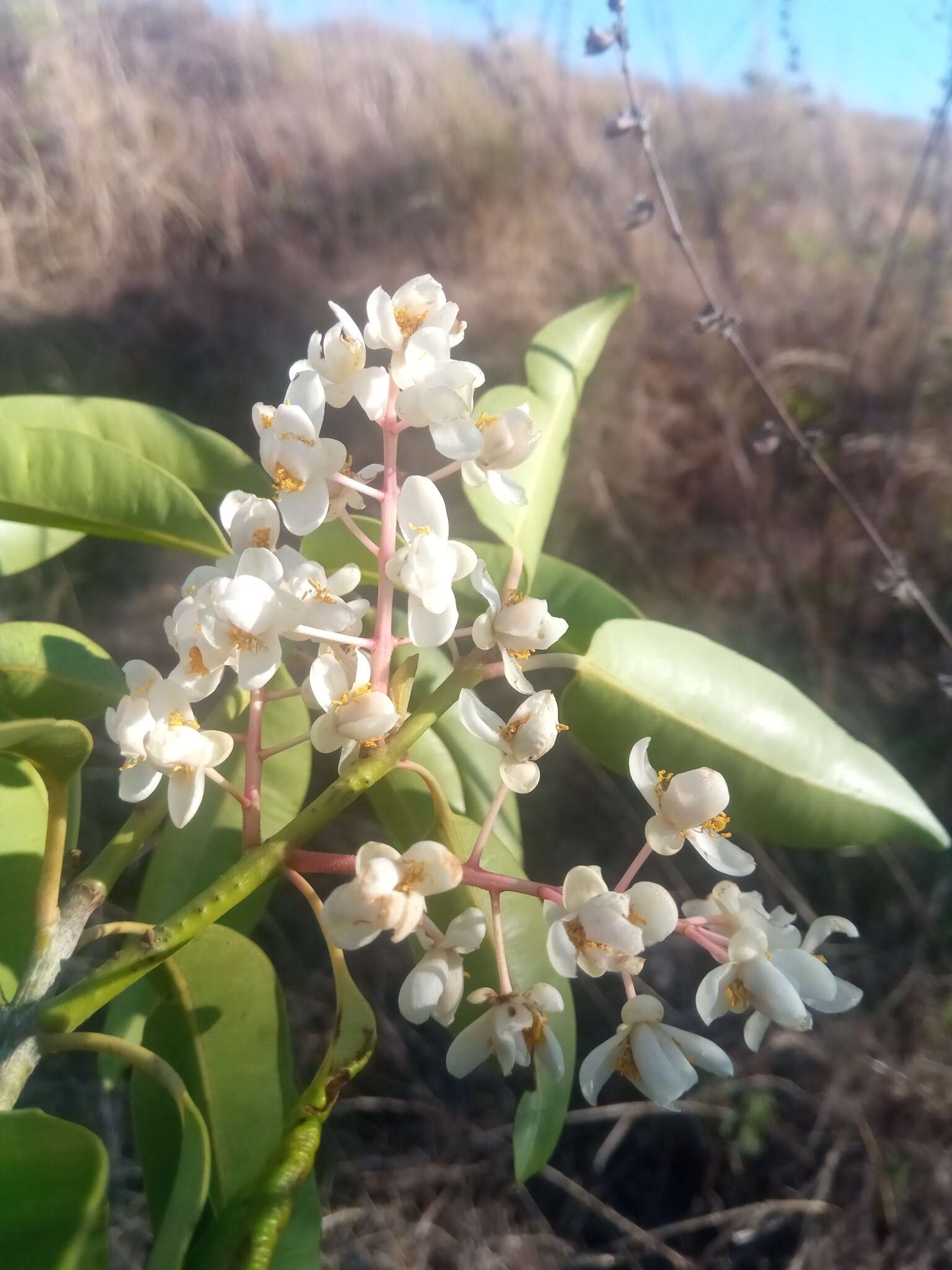 Image de Calophyllum vernicosum P. F. Stevens