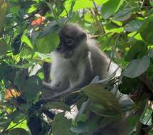 Image of Pale-thighed Langur
