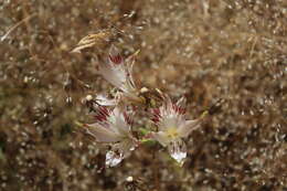 Image of Alstroemeria diluta Ehr. Bayer