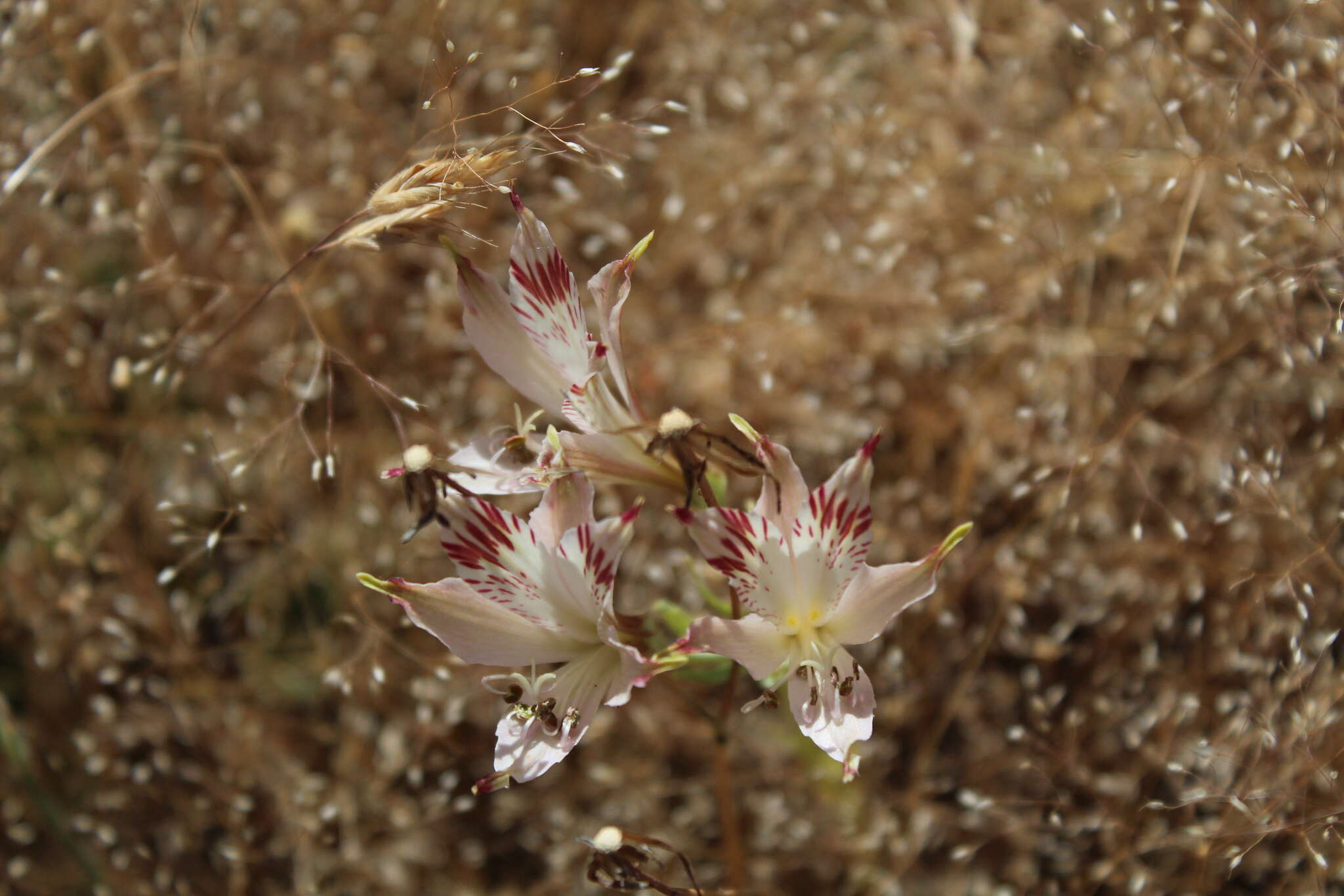 Image of Alstroemeria diluta Ehr. Bayer