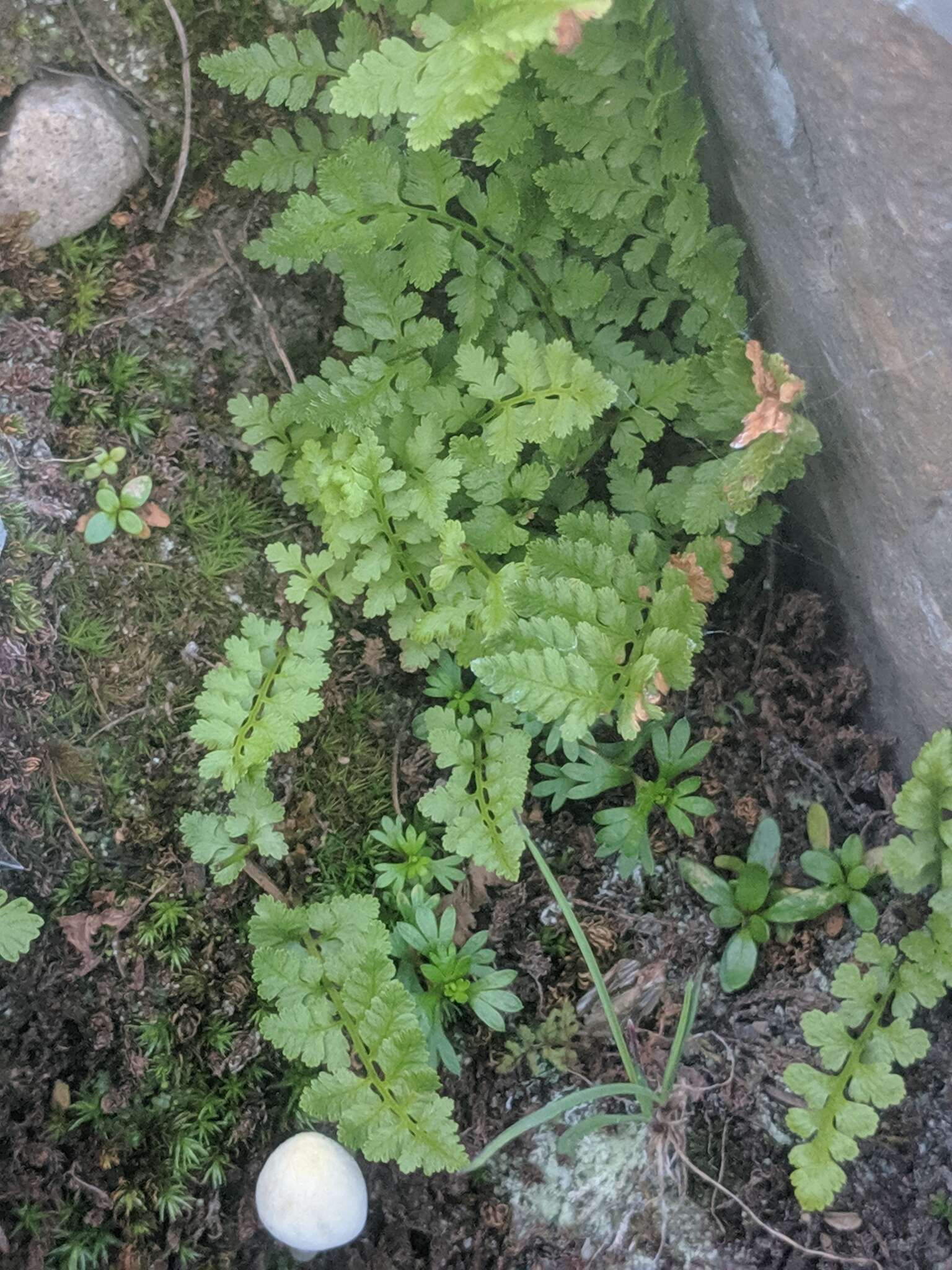 Cryptogramma cascadensis E. R. Alverson resmi