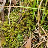 Image of giant geheebia moss