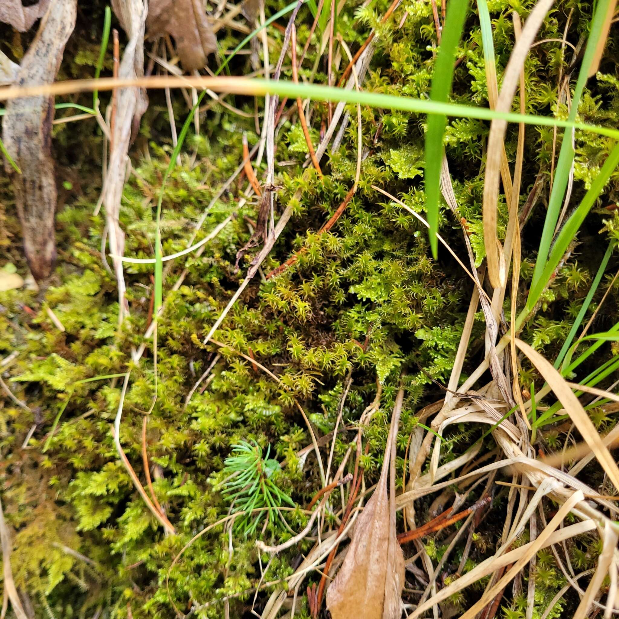 Image of giant geheebia moss