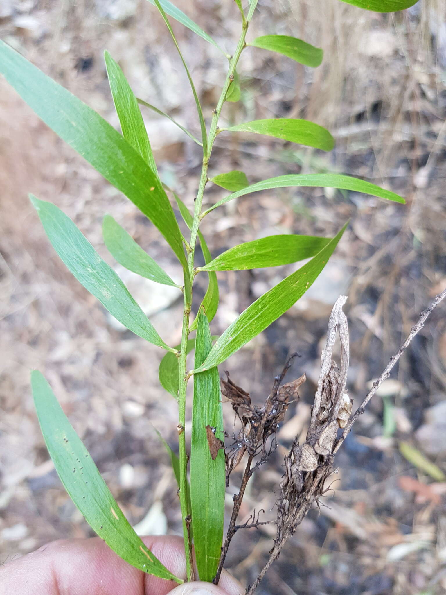 Imagem de Daviesia arborea W. Hill