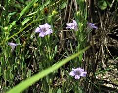 Dyschoriste oblongifolia (Michx.) Kuntze的圖片