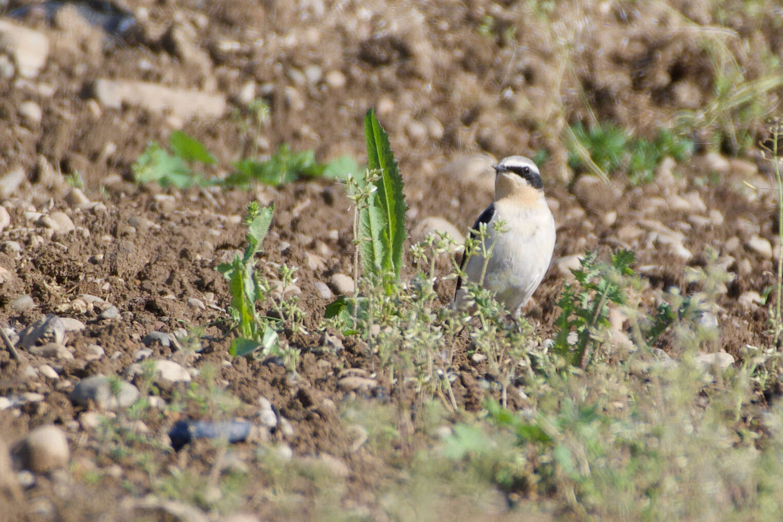 Image of Oenanthe oenanthe oenanthe (Linnaeus 1758)