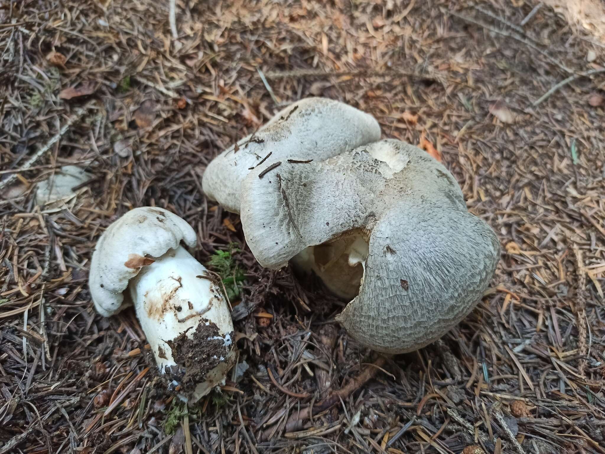 Image de Tricholoma filamentosum (Alessio) Alessio 1988