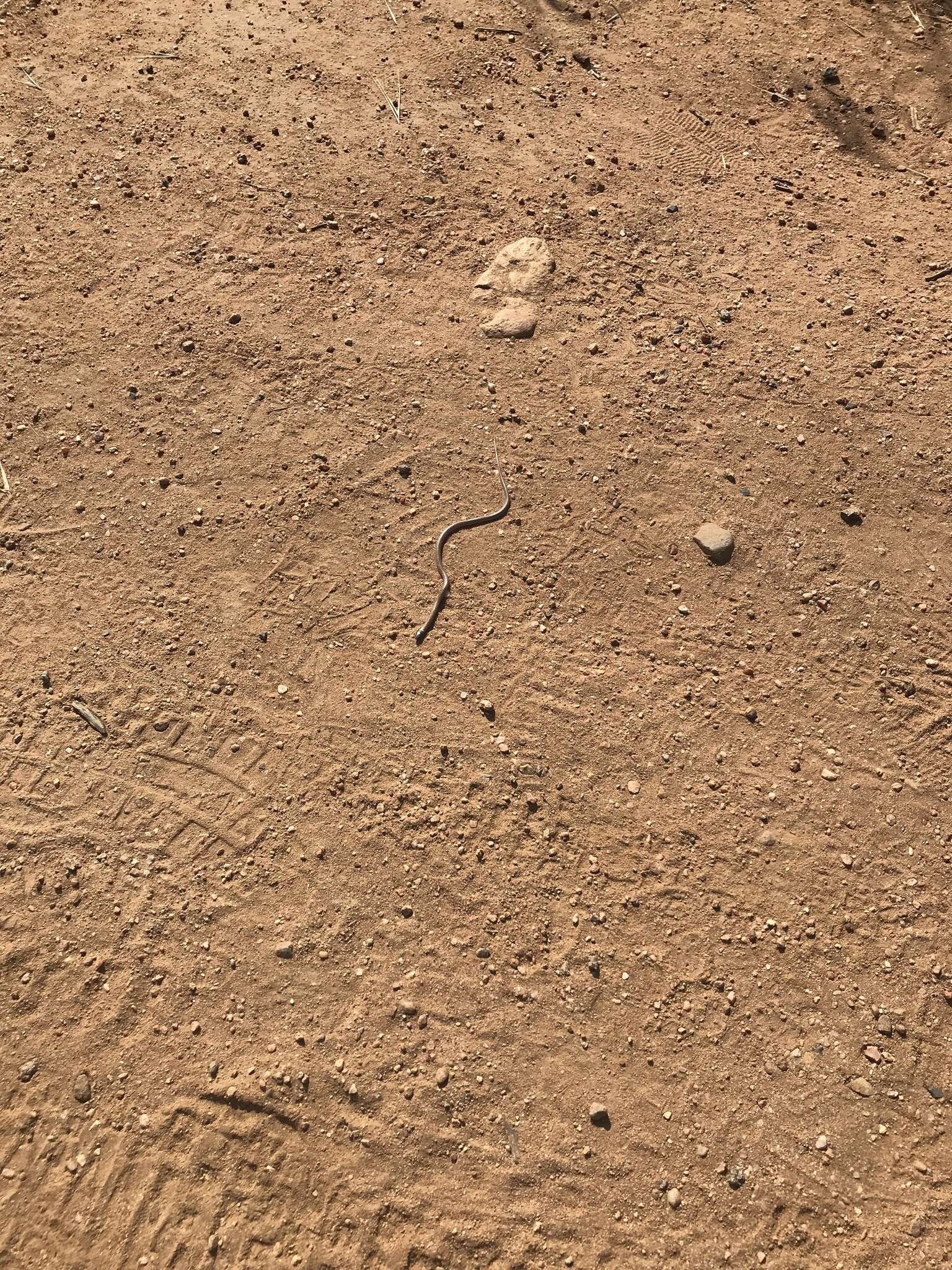 Image of Western Blackhead Snake