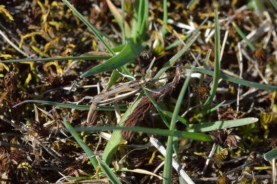 Image of Orocrambus corruptus Butler 1877