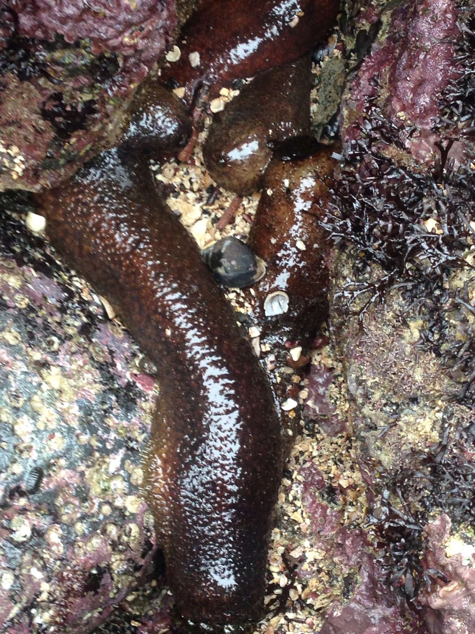 Image of Holothuria (Selenkothuria) portovallartensis Caso 1954