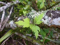 Imagem de Ficus lateriflora Vahl