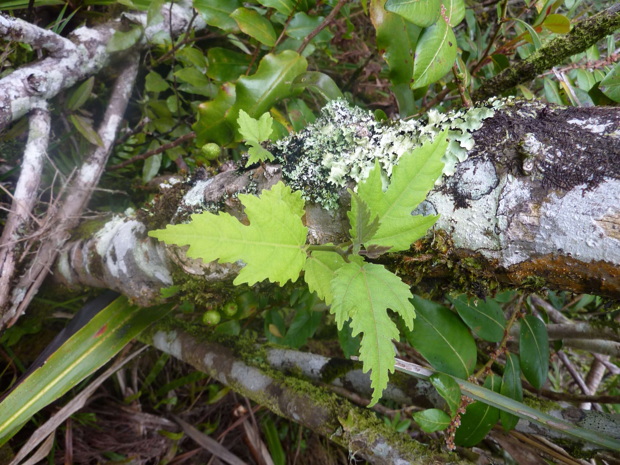 Ficus lateriflora Vahl的圖片